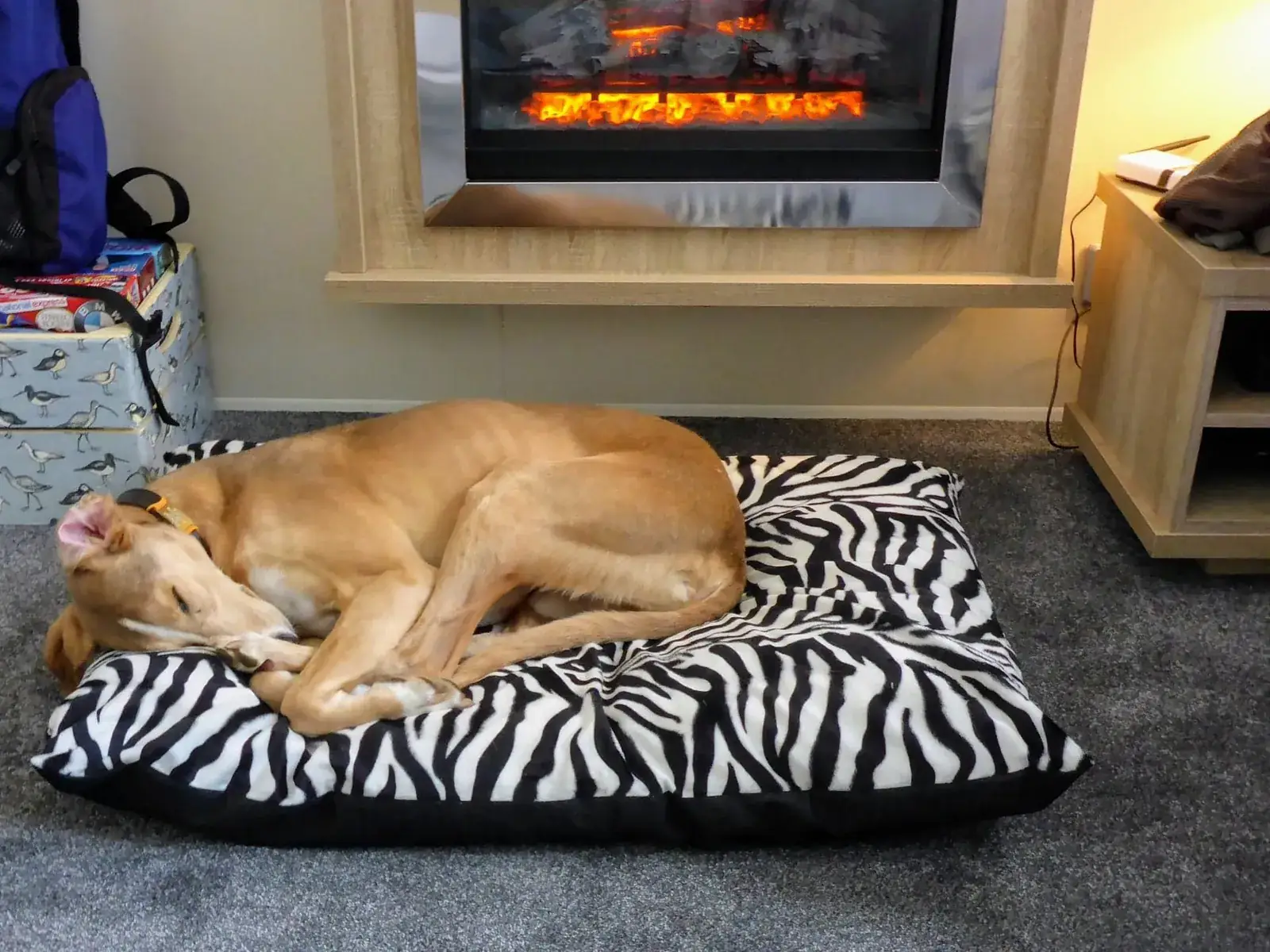 Tan dog asleep on a zebra-print dog bed in front of the electric fire inside Tern 32, beside the games box
