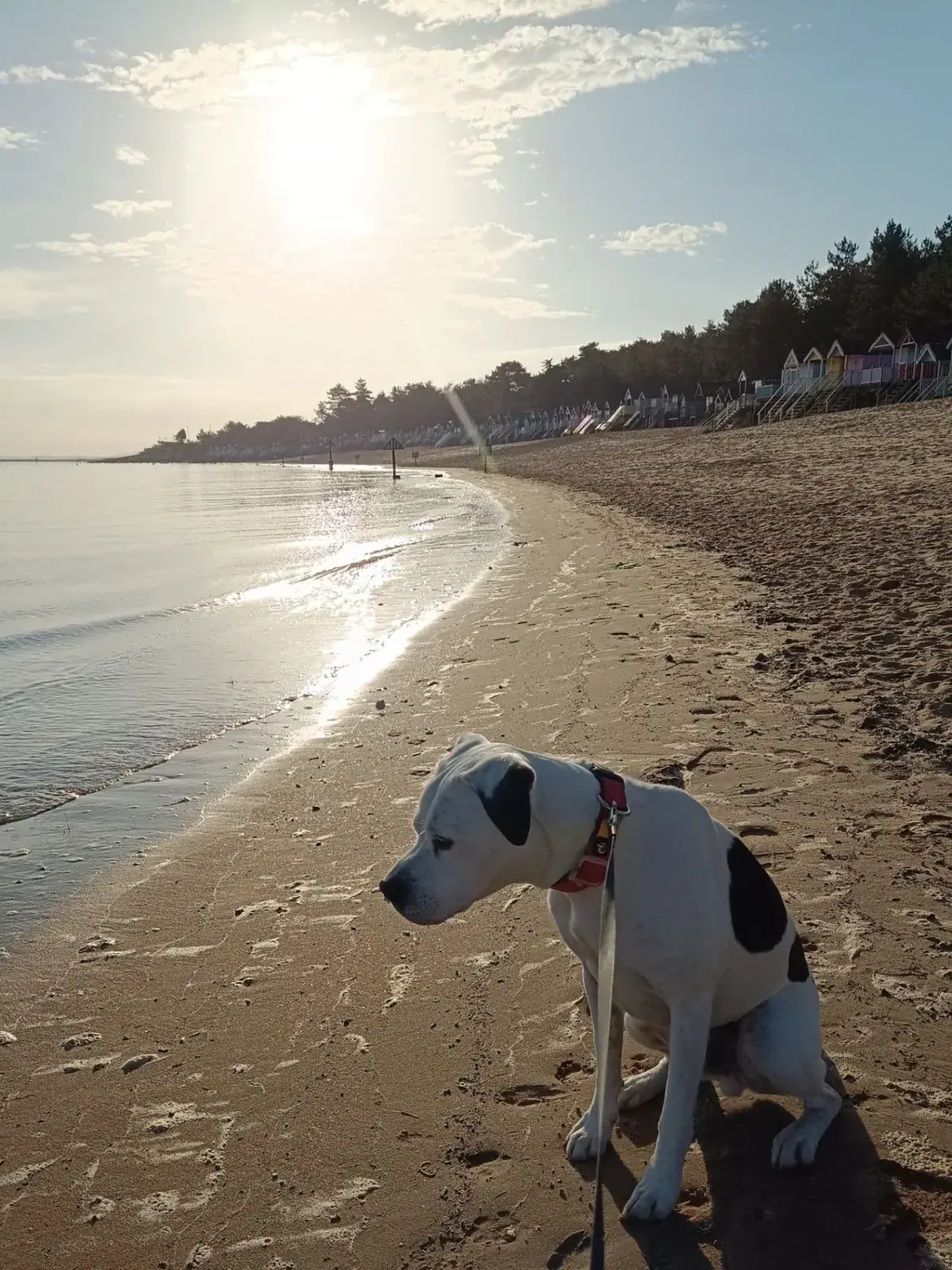 White dog with black patches sitting on the sand at Wells beach in low golden light, with beach huts and pine trees behind