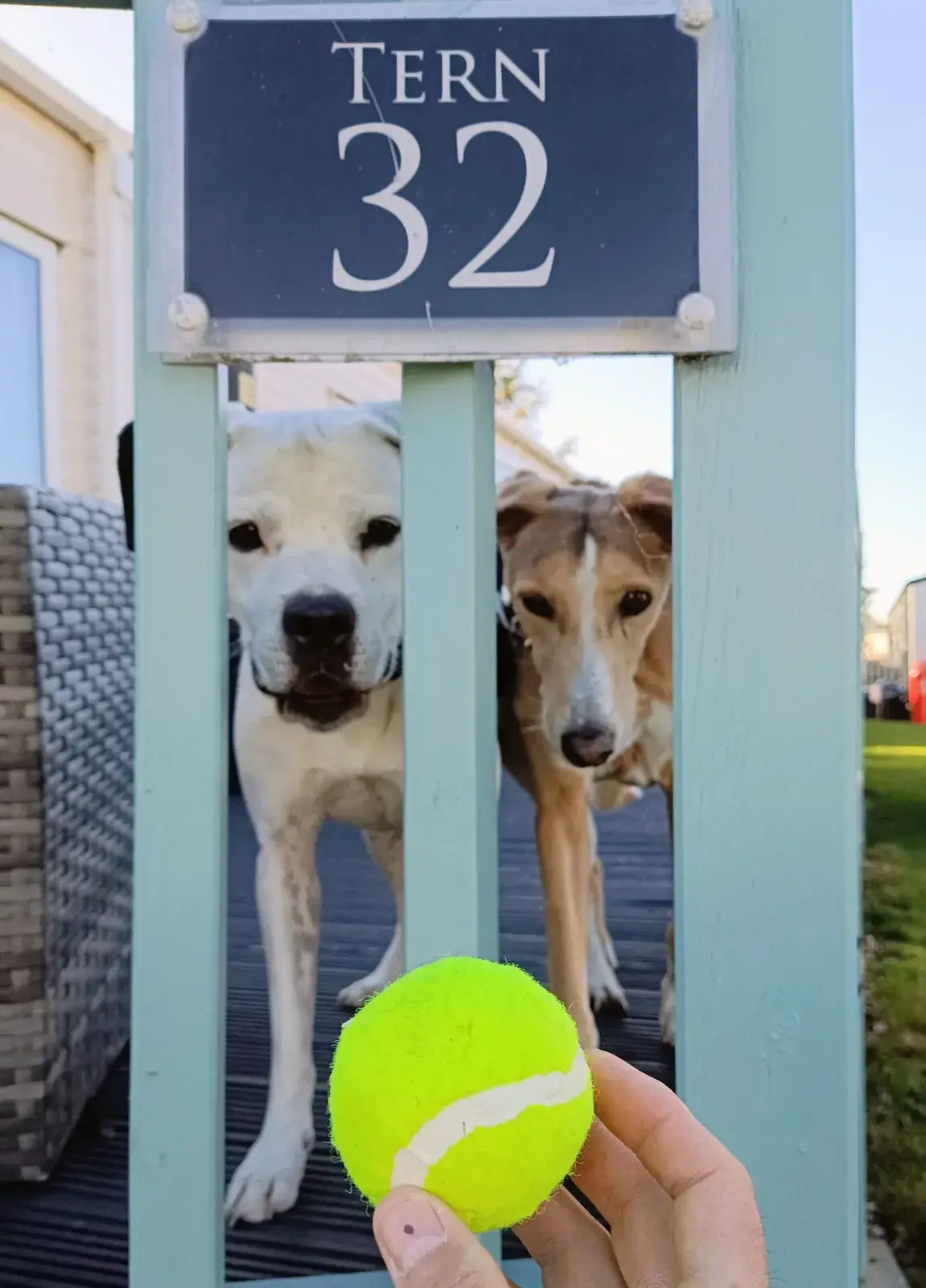 Two dogs looking through the turquoise gate at Tern 32 beneath the Tern 32 sign while a tennis ball is held in the foreground