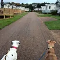 First-person view walking two dogs on leads along the quiet road through the caravan park