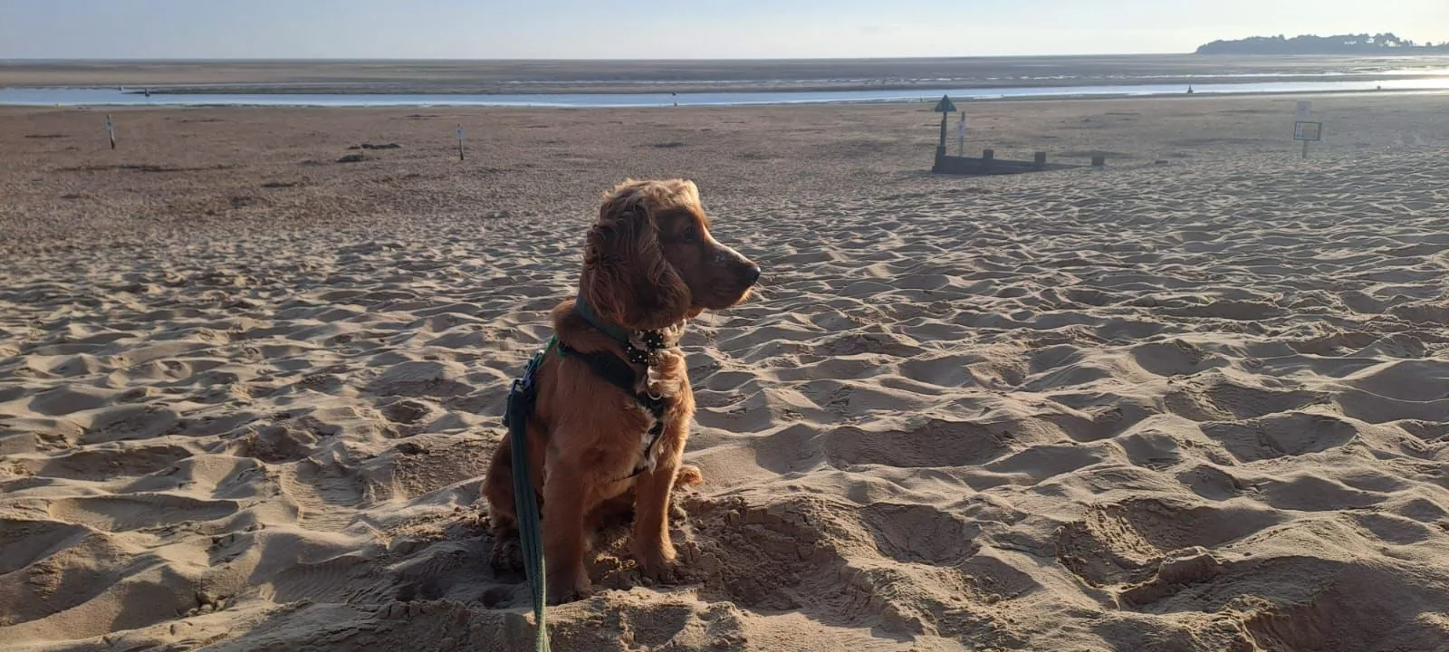 A ginger cocker spaniel sitting on the wide beach at Wells at low tide, with rippled sand and a sea channel behind