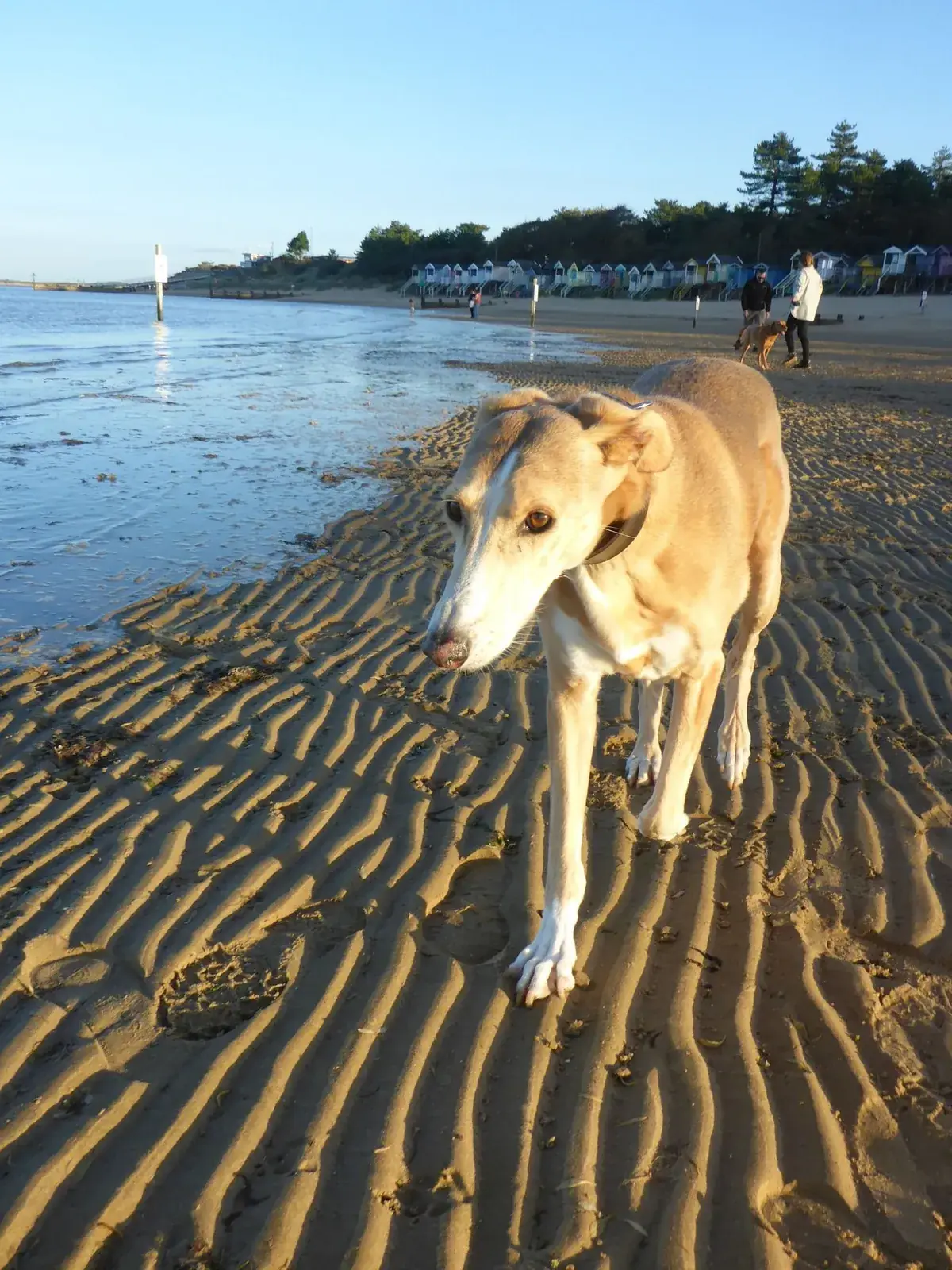 Tan and white lurcher standing on rippled wet sand at Wells beach at golden hour, with beach huts and dunes behind