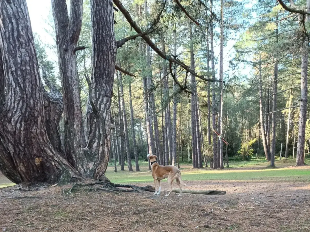 Tan and white lurcher standing among tall pine trees in Wells Woods in dappled sunlight
